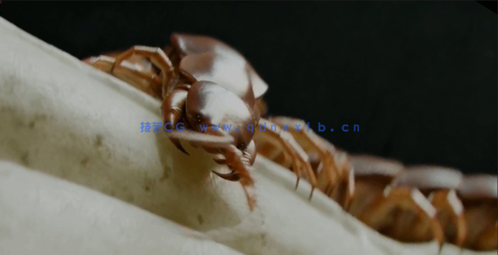  Cinema 4D影视级角色骨骼动画大师班视频教程 (图4)