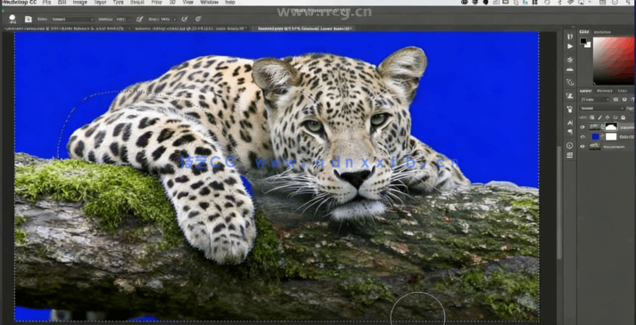 PS美人豹照片特效合成实例训练视频教程(图4)