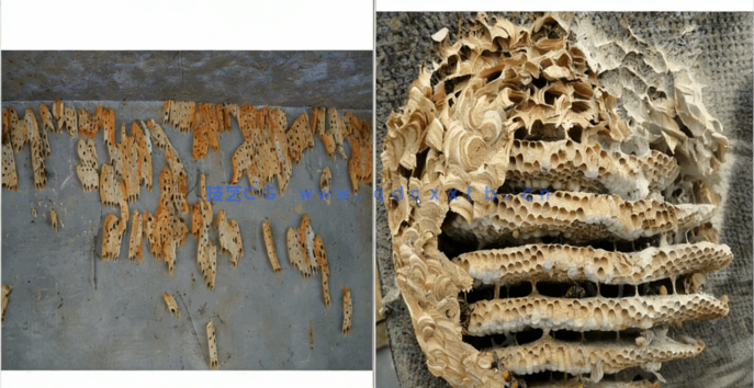 Houdini程序化样条建模大师级训练视频教程(图3)