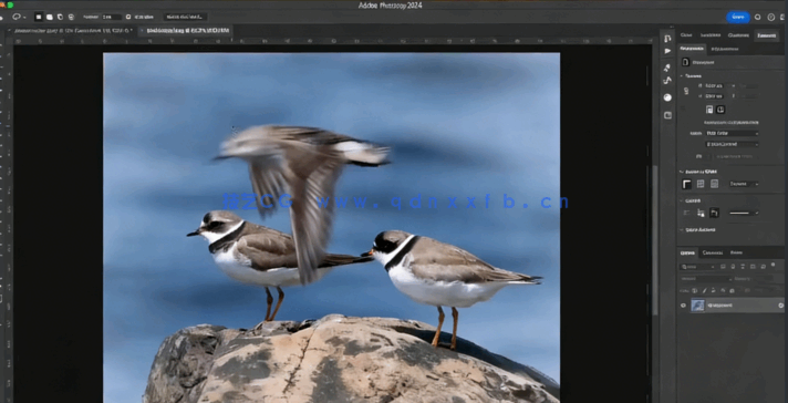 【中英双语】Photoshop 2024 AI人工智能功能入门训练视频教程(图5)