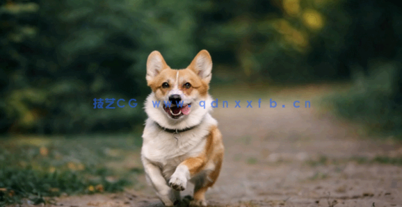 【中文字幕】Adobe Firefly平面设计中使用AI人工智能视频教程(图1)