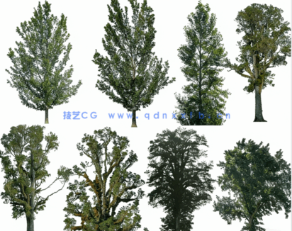 高清落叶乔木后期素材PHOTOBASH – Deciduous Trees(图2)