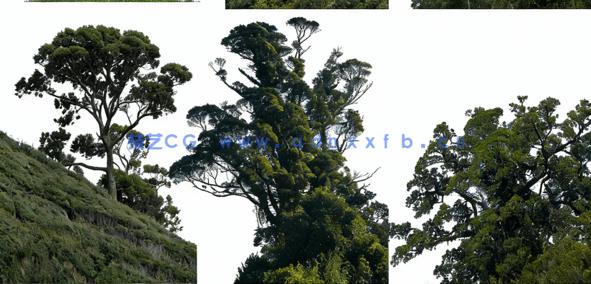 高清落叶乔木后期素材PHOTOBASH – Deciduous Trees(图3)