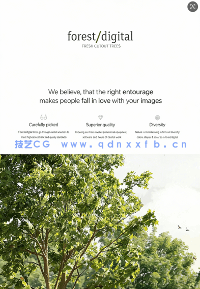 80棵超高清树木PNG素材Forest/Digital Vol.4 – Conifer Trees(图1)