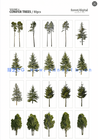 80棵超高清树木PNG素材Forest/Digital Vol.4 – Conifer Trees(图6)
