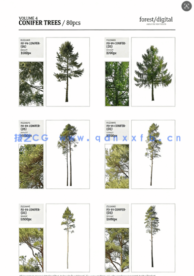 80棵超高清树木PNG素材Forest/Digital Vol.4 – Conifer Trees(图7)