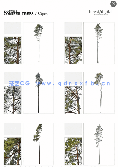 80棵超高清树木PNG素材Forest/Digital Vol.4 – Conifer Trees(图12)