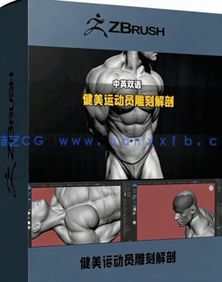 Zbrush写实健美运动员雕刻解剖结构视频教程(图1)