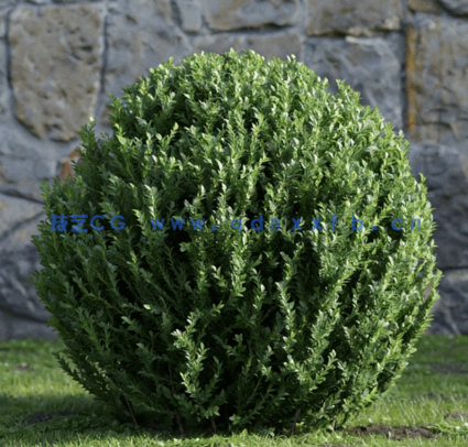 花园植物灌木3D模型 Evermotion – Archmodels Vol.204(图2)