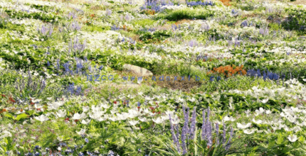 草地花朵植物3D模型 Plants Volume 37(图2)