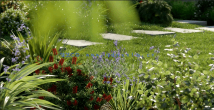 Globe Plants - Bundle 24 - Australian Home and Garden 03(图1)