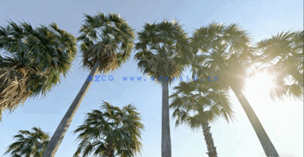 棕榈树植物3D模型 Globe Plants – Bundle 15 (3DS MAX格式)(图1)