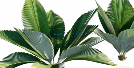 棕榈树植物3D模型 Globe Plants – Bundle 15 (3DS MAX格式)(图2)