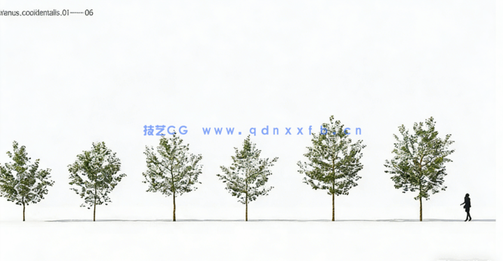 庭院植物树木3D模型Plant Models Vol.12(图3)