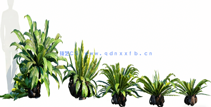 热带植物 Globe Plants – Bundle 05 – Tropical Plants(图1)