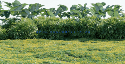 热带植物 Globe Plants – Bundle 05 – Tropical Plants(图2)