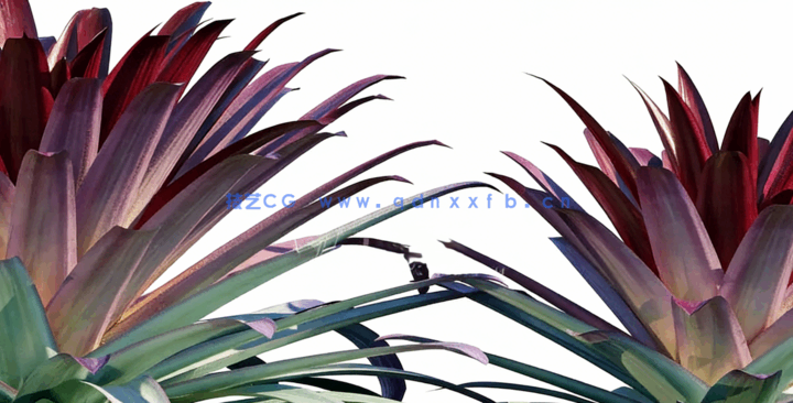 热带植物园Globe Plants - Bundle14 - Tropical Garden 02(图2)