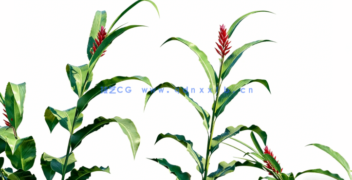 热带植物园Globe Plants - Bundle14 - Tropical Garden 02(图4)