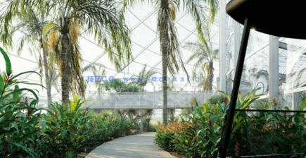 热带植物园Globe Plants - Bundle14 - Tropical Garden 02(图5)