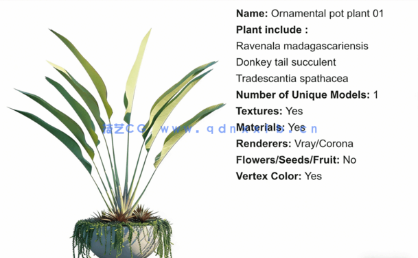 Globe Plants – Bundle 01 – Ornamental and Decorative Pot Plants(图2)