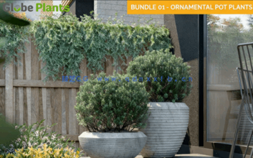 Globe Plants – Bundle 01 – Ornamental and Decorative Pot Plants(图3)