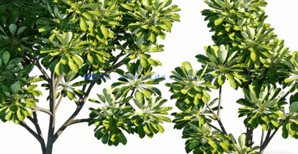 新西兰植物灌木3D模型 Globe Plants – Bundle 21(图4)