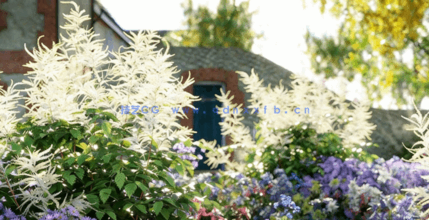 花园植物3D植物模型Globe Plants - Bundle 53 - British Home & Garden Plants(图3)