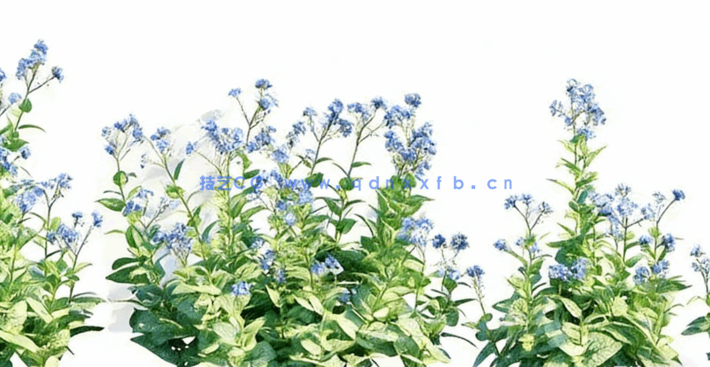 花园植物3D植物模型Globe Plants - Bundle 53 - British Home & Garden Plants(图4)