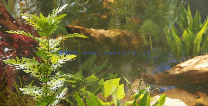 水生植物水族馆3D植被Globe Plants - Bundle 48 - Aquatic Plants(图3)