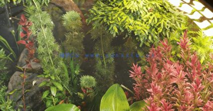 水生植物水族馆3D植被Globe Plants - Bundle 48 - Aquatic Plants(图4)