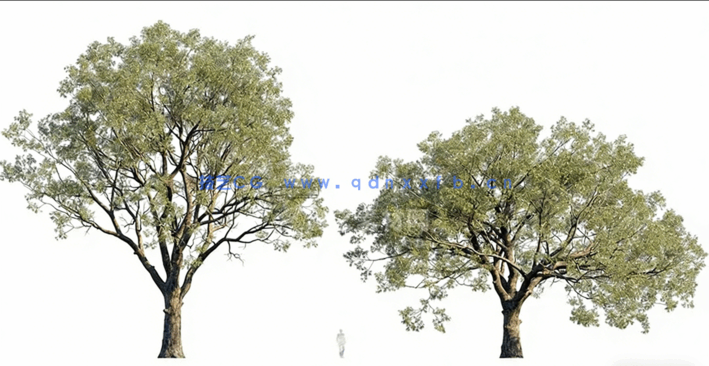 花园景观树木植物3D模型 Globe Plants – Bundle 62(图4)