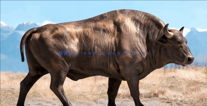 Zbrush与Maya野牛雕刻完整实例制作视频教程(图5)