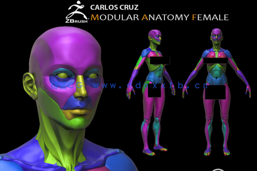 Zbrush女性模块化雕刻解剖学技术视频教程(图2)