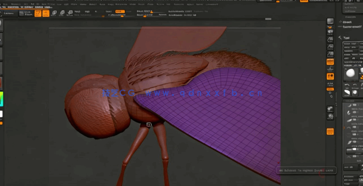 Zbrush逼真苍蝇雕刻建模实例制作视频教程(图3)