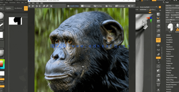 Zbrush逼真黑猩猩角色雕刻制作全流程视频教程(图2)