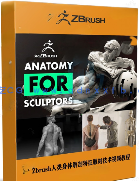 Zbrush人类身体解剖特征雕刻技术视频教程 (图1)