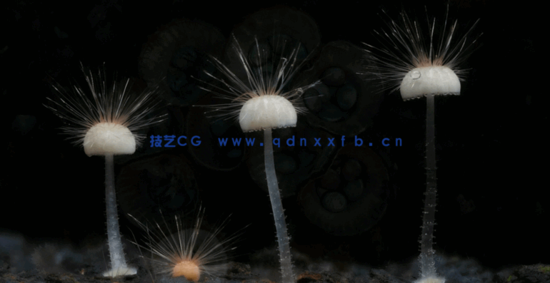 自然森林真菌蘑菇摄影技术大师班视频教程(图2)