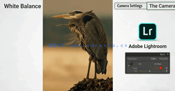 摄影师相机设备与拍摄技巧基础核心训练视频教程(图4)