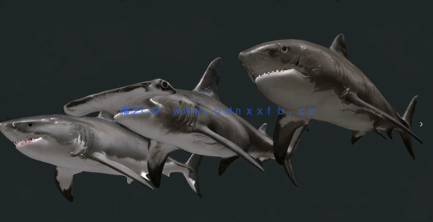 7只C4D海洋动物霸主鲨鱼模型 Shiver of Sharks(图2)
