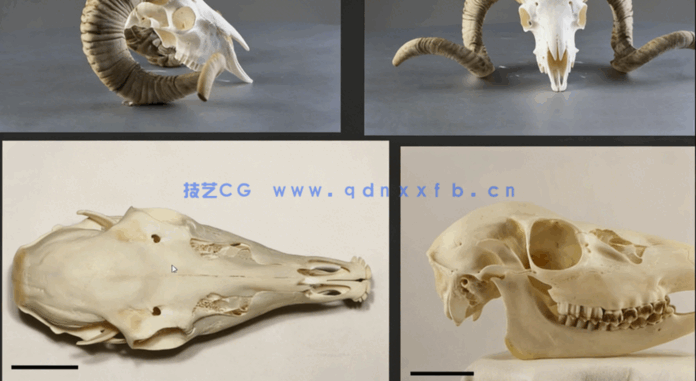 Zbrush奇美拉动物骨架数字雕刻实例训练视频教程(图2) Zbrush奇美拉动物骨架数字雕刻实例训练视频教程(图2)