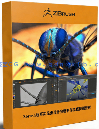 Zbrush超写实昆虫设计完整制作流程视频教程(图1)