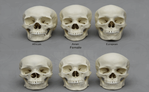 ZBrush逼真人类头骨雕刻建模实例制作视频教程 (图2) ZBrush逼真人类头骨雕刻建模实例制作视频教程 (图2)