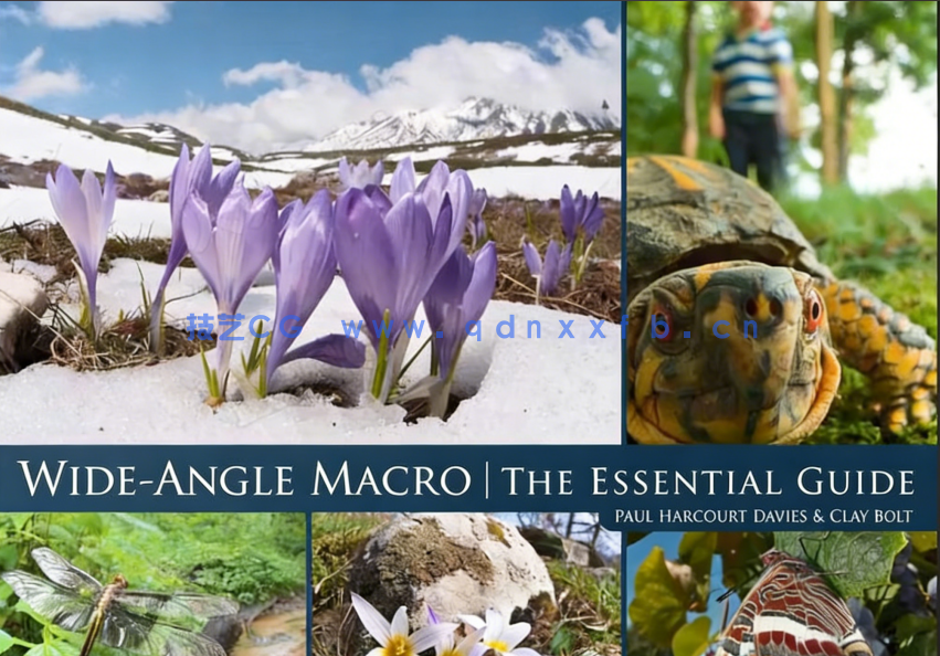 野外自然植物昆虫宏观摄影视频教程(图2)