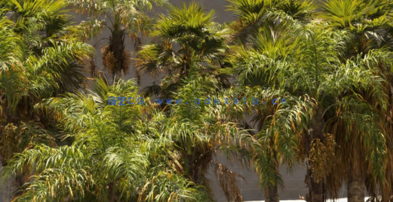 棕榈树植物树木3D模型 Renderhub – Syagrus Romanzoffiana and Washingtonia Filifera(图1)