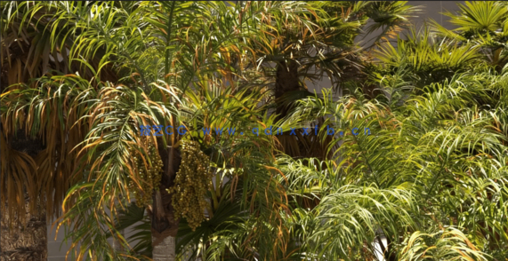 棕榈树植物树木3D模型 Renderhub – Syagrus Romanzoffiana and Washingtonia Filifera(图2)