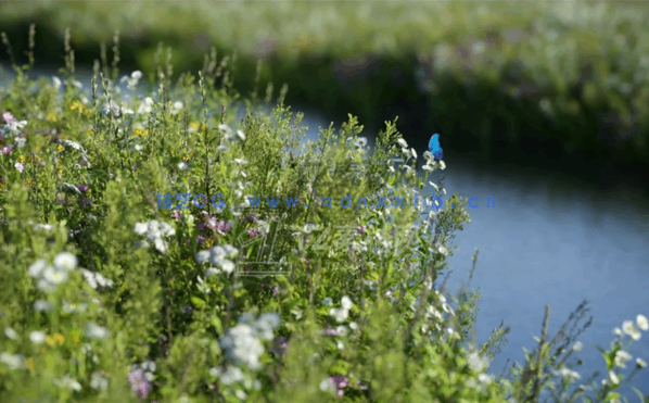 高质量花草Evermotion – Archmodels Vol.235(图1)