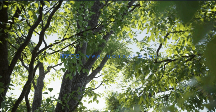 Evermotion Archmodels for Corona Vol. 1(树木合集)(图4)