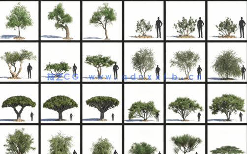 地中海树木Evermotion – Archmodels Vol.269(图6)