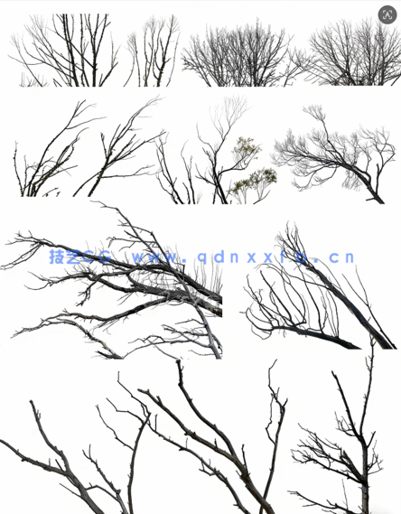 高清枯树免抠素材PHOTOBASH – Dead Trees(图5)