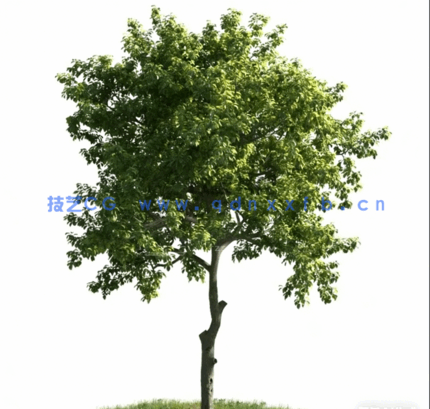 Evermotion archmodel.163 54棵高精度植物模型(图5)